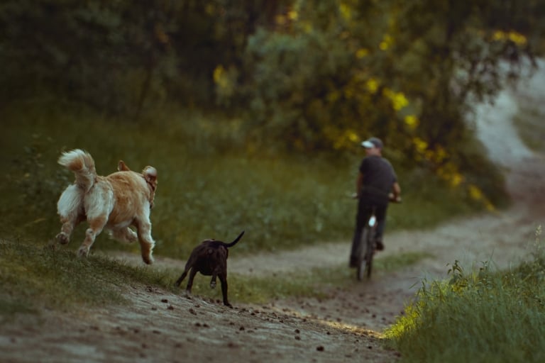 2 Dogs chasing a bike on a trail